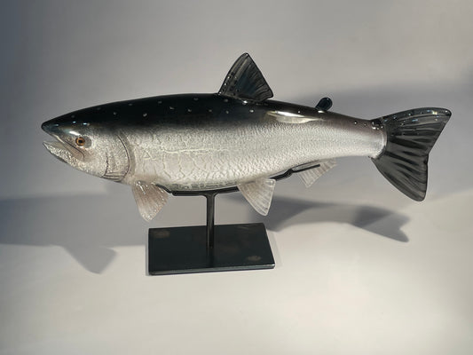 Coho Salmon - #260508-3