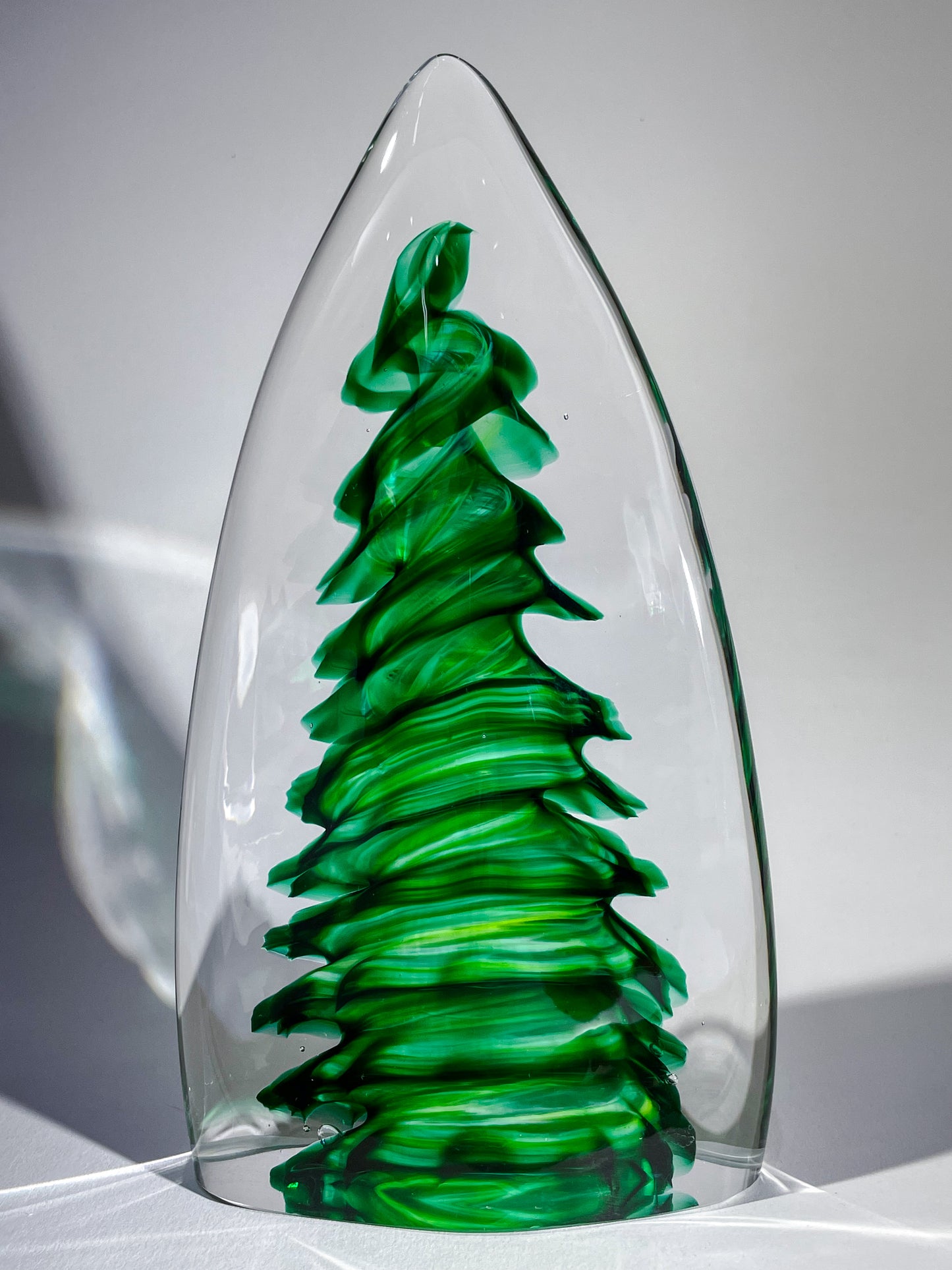 Purcell Evergreen - #260325-1