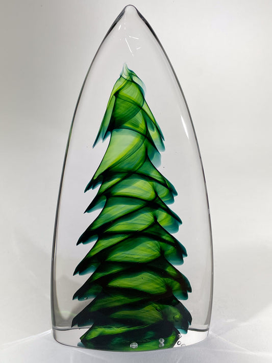 Purcell Evergreen - #260507-2
