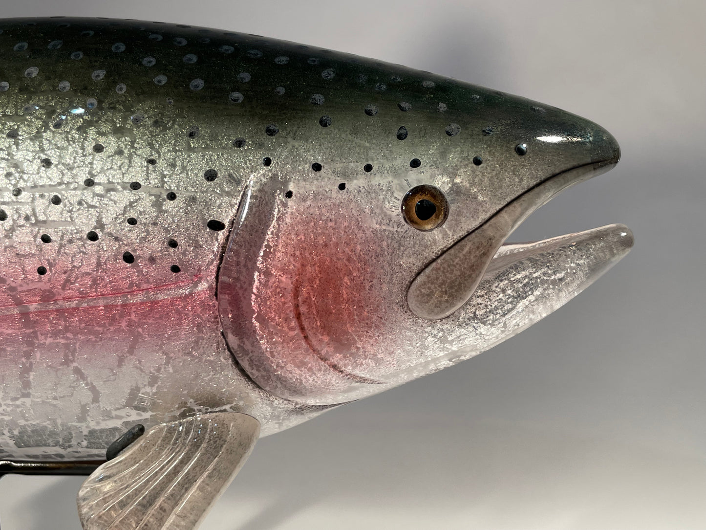 Rainbow Trout - #260508-4
